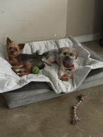 <h2>Real Dogs. Real Calm.</h2>