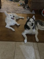 <h2>Real Dogs. Real Calm.</h2>