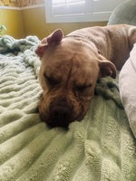<h2>Real Dogs. Real Calm.</h2>